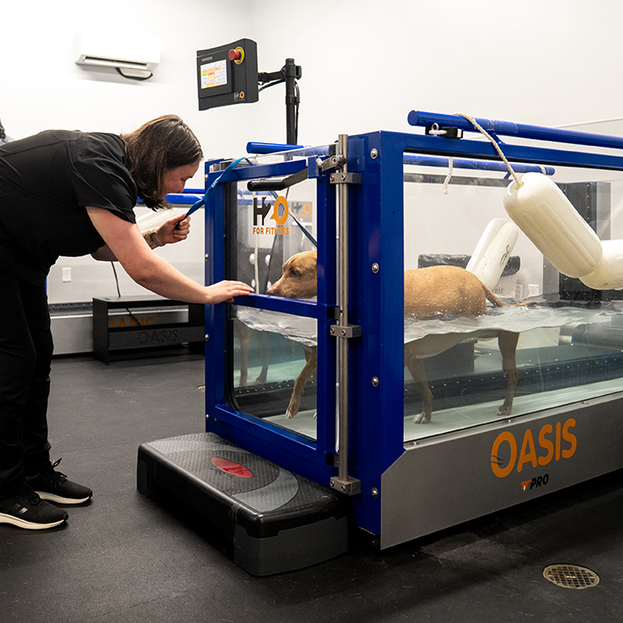 Sports medicine and pet rehabilitation