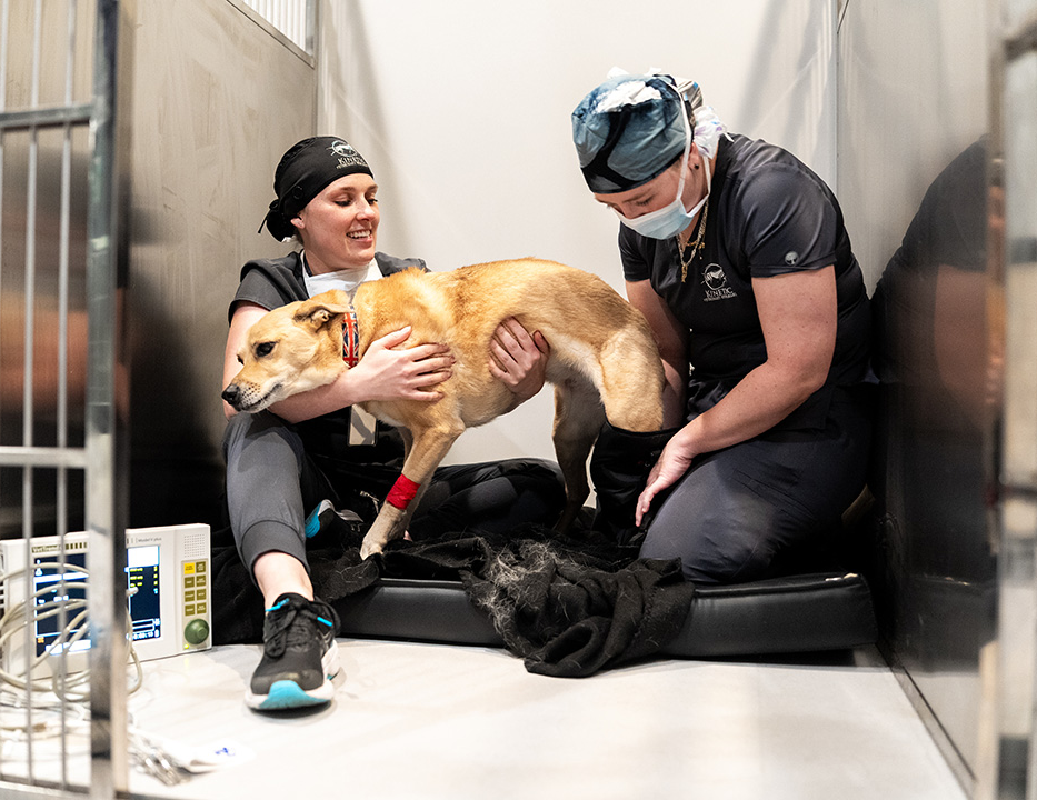 TPLO Surgery for Dogs