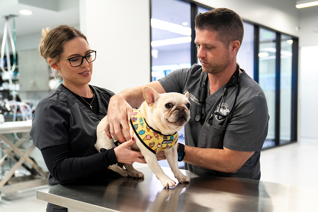 Hip Dysplasia in Dogs
